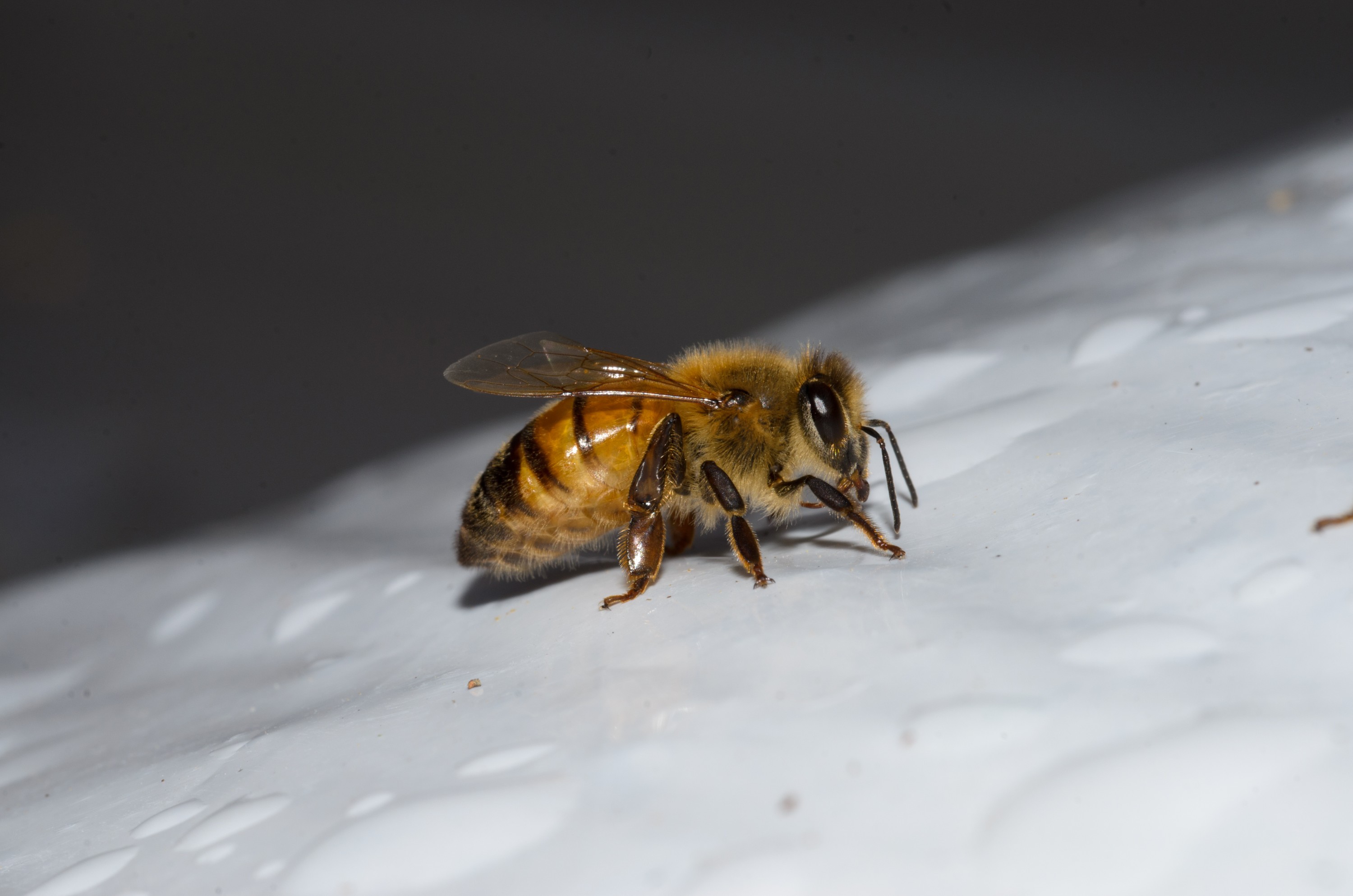 DSC_2355 – crispin, nz, new, zealand, new zealand, aug16_cm, Honey, bee, worker, home